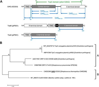 Structural and Biochemical Analysis of OrfG: The VirB8-like Component of the Conjugative Type IV Secretion System of ICESt3 From Streptococcus thermophilus